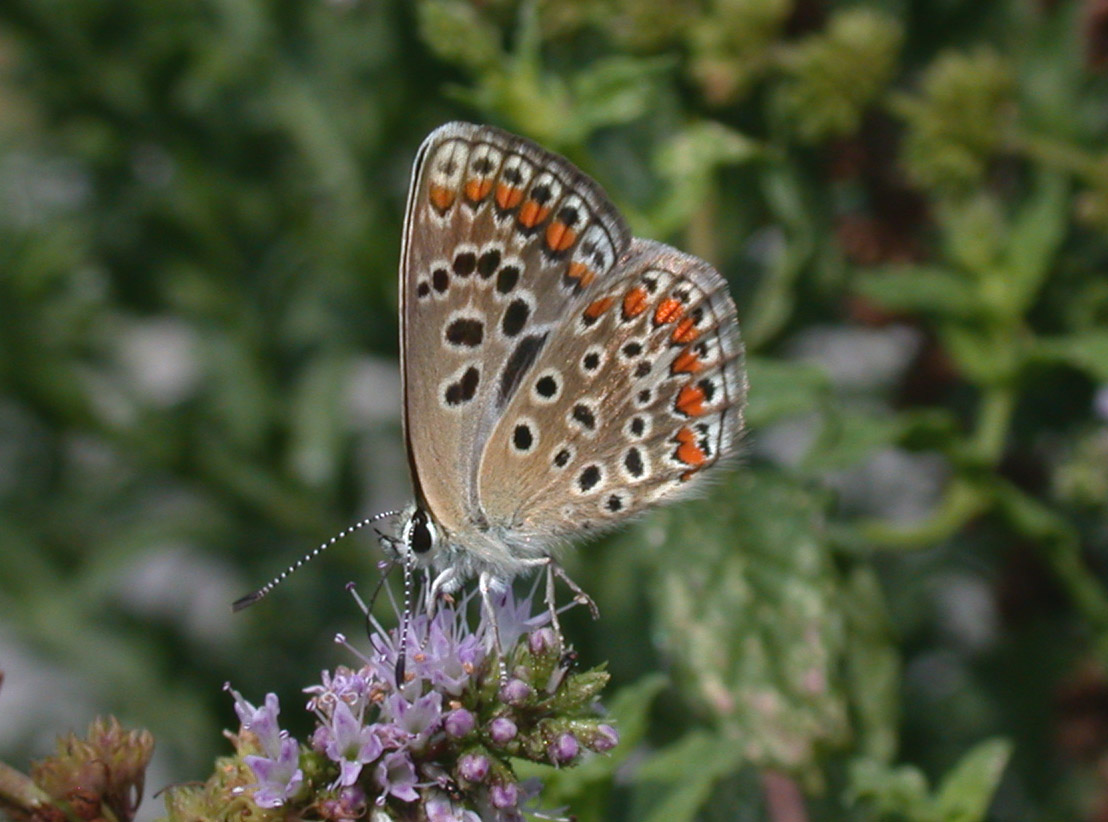 Polyommatus icarus